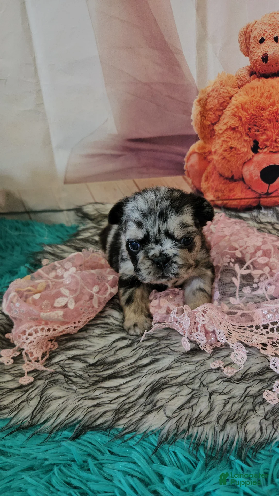 French Bulldog dogs for sale: French Bulldog Puppy 3 - Ad 1