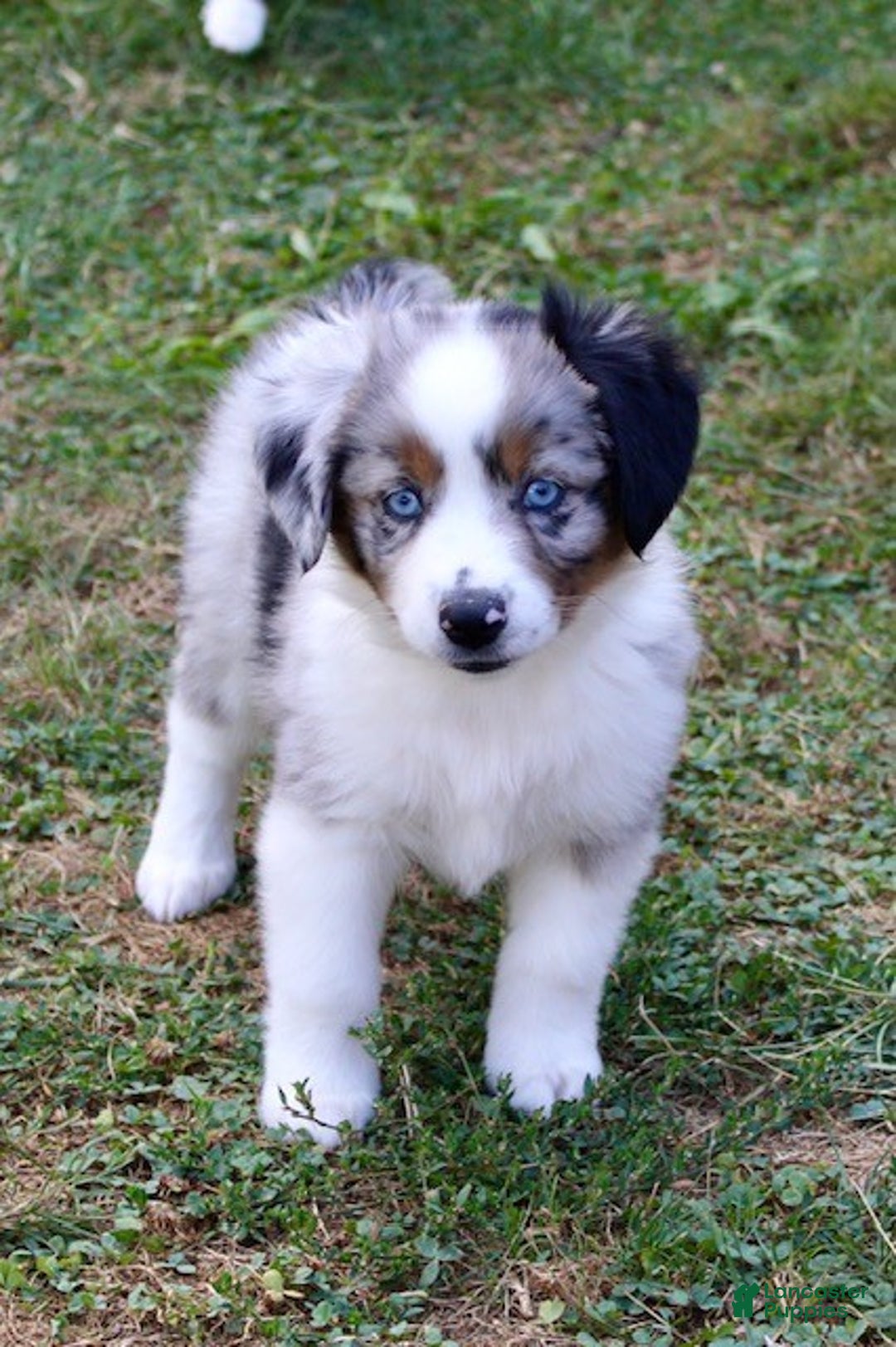 Miniature Australian Shepherd dogs for sale: Onyx - Ad 2