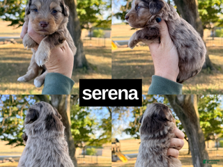 Mini Aussiedoodle dogs - Ad 7