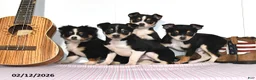 Mixed Breed dogs for sale: Fox - Ad 3