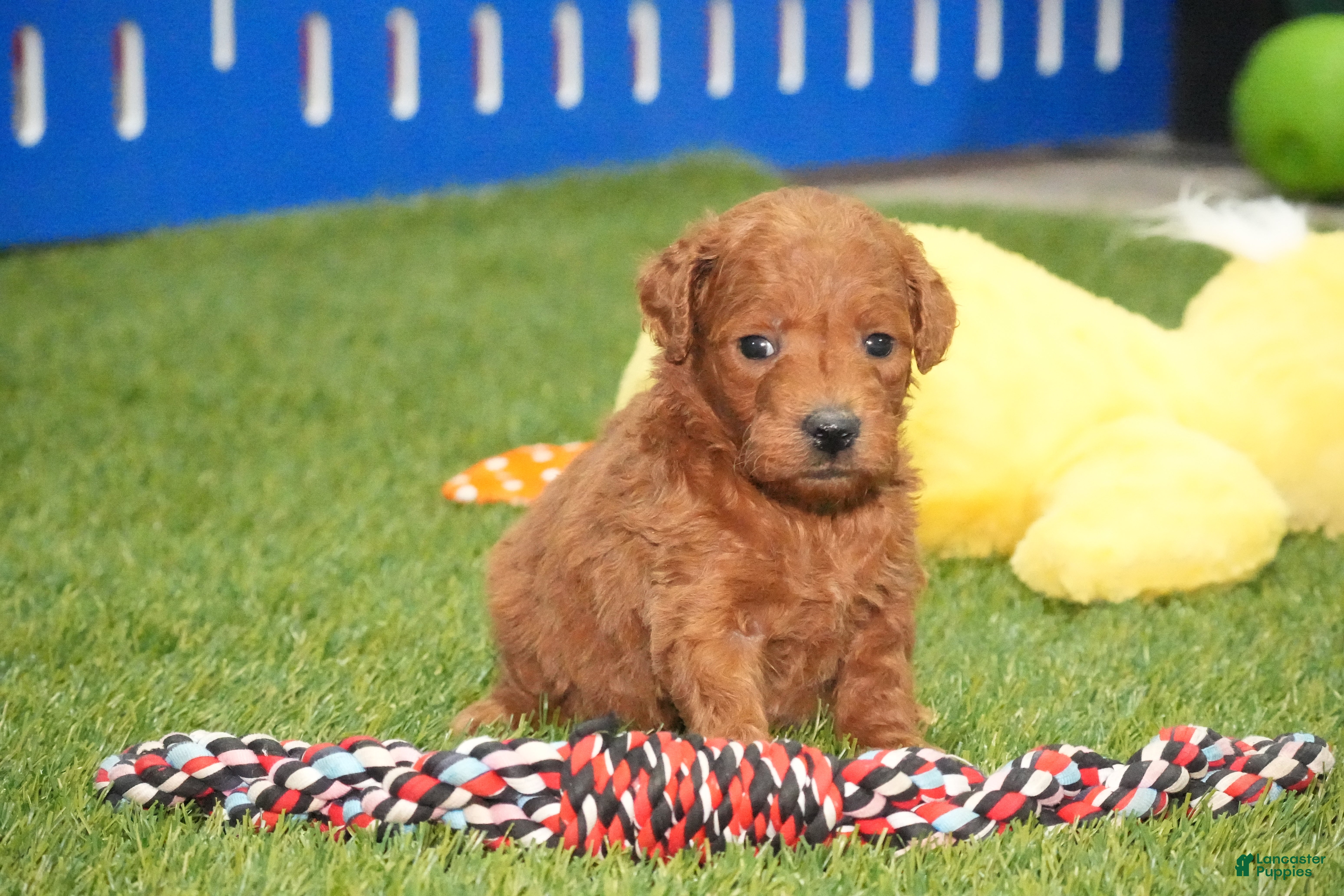 Mini Goldendoodle dogs Mini Goldendoodle Puppy 5 - Ad 37