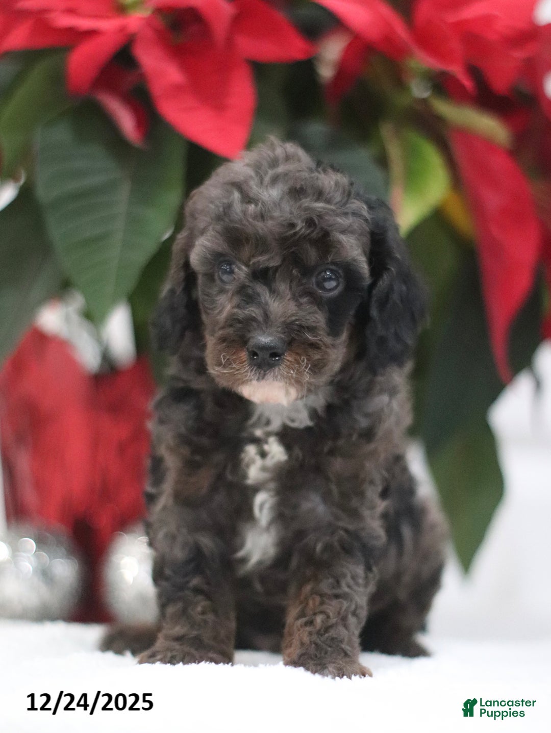 Cavapoo dogs for sale: Ajax - Ad 5