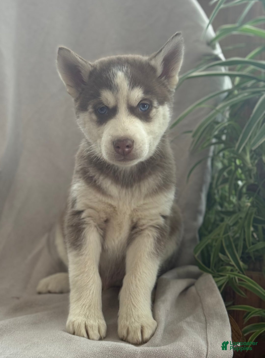 Siberian Husky dogs for sale: Leo - Ad 11