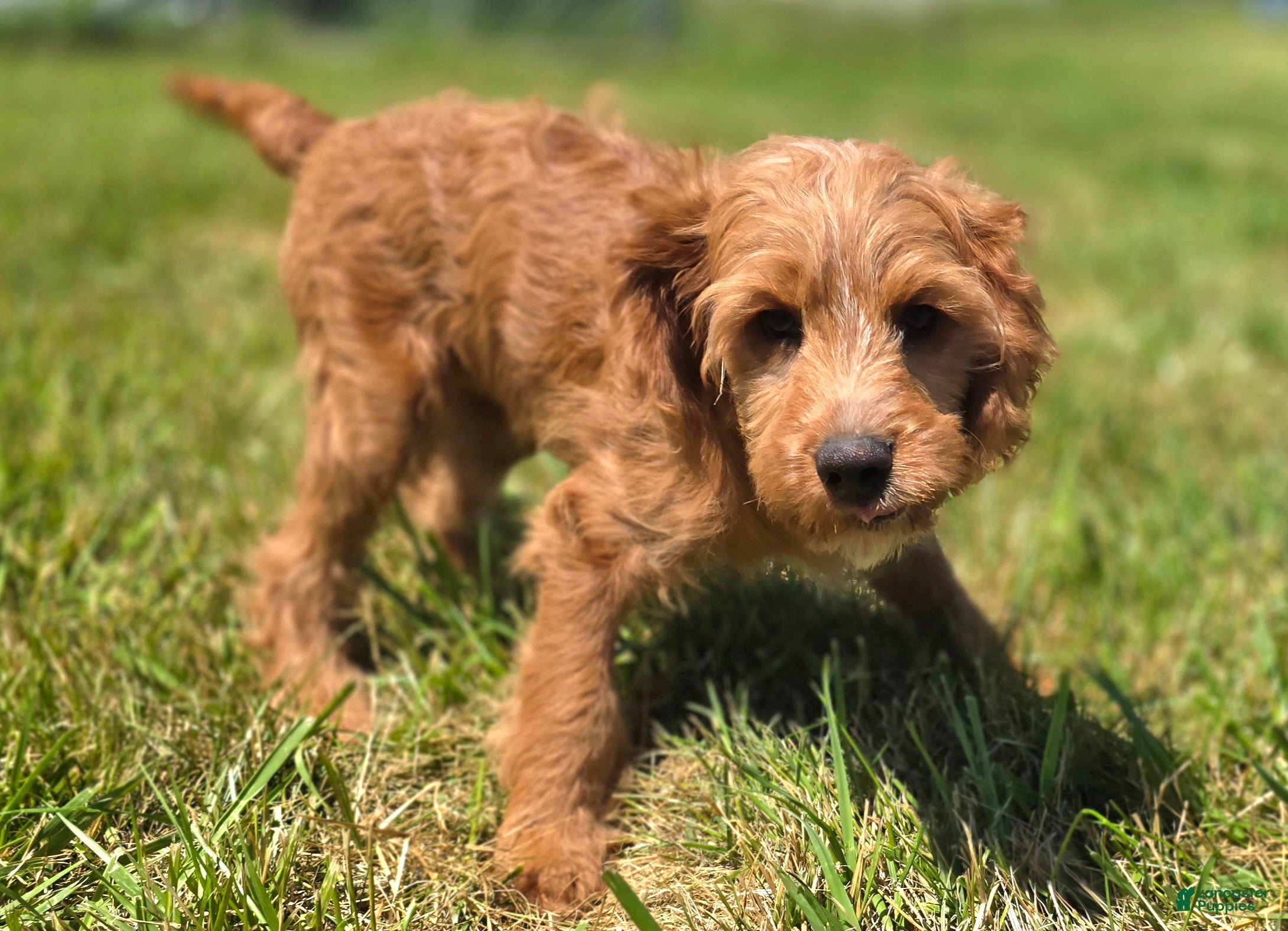 Cavapoo dogs Glacier - Ad 11