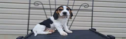 Beagle dogs for sale: GINGER - Ad 3