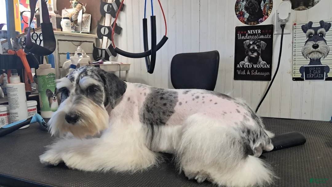 Miniature Schnauzer dogs for sale: Miniature Schnauzer Puppy 2 - Ad 4