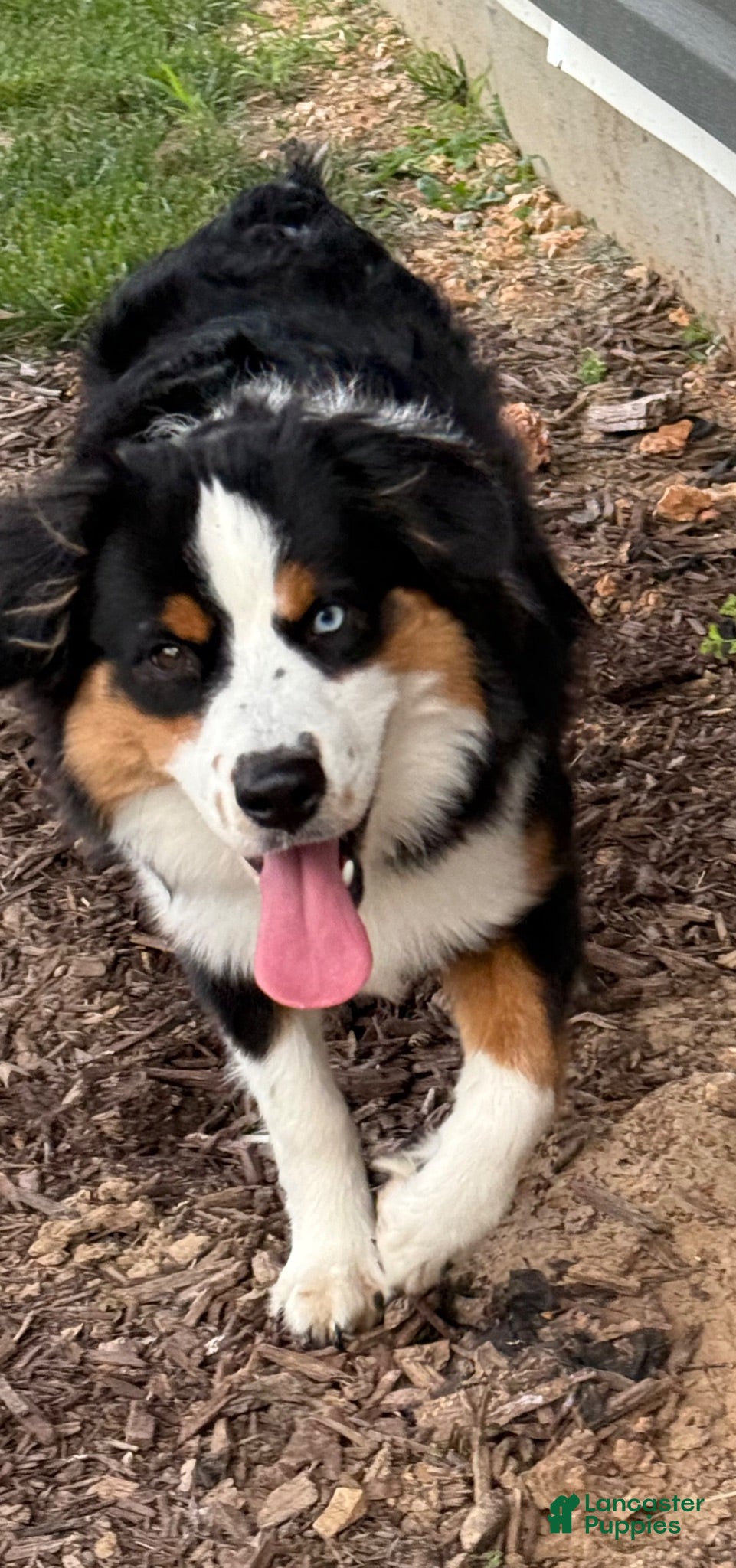Miniature Australian Shepherd dogs Milo - Ad 19