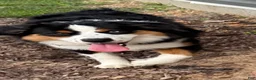 Miniature Australian Shepherd dogs for sale: Milo - Ad 1