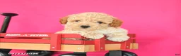 Toy Poodle dogs for sale: Jack  - Ad 3