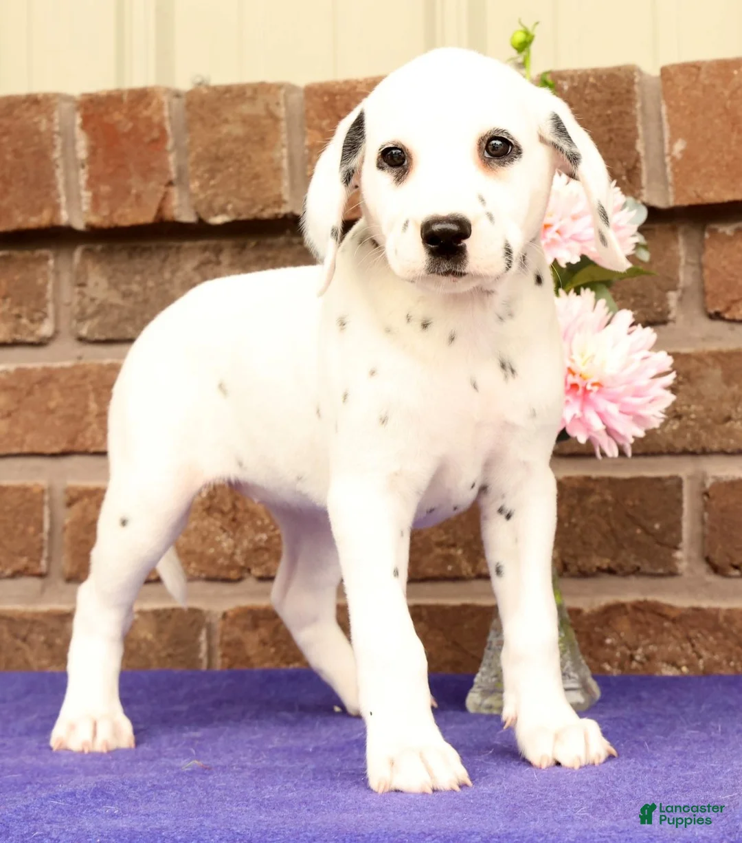 Dalmatian dogs for sale: Bella - Ad 1