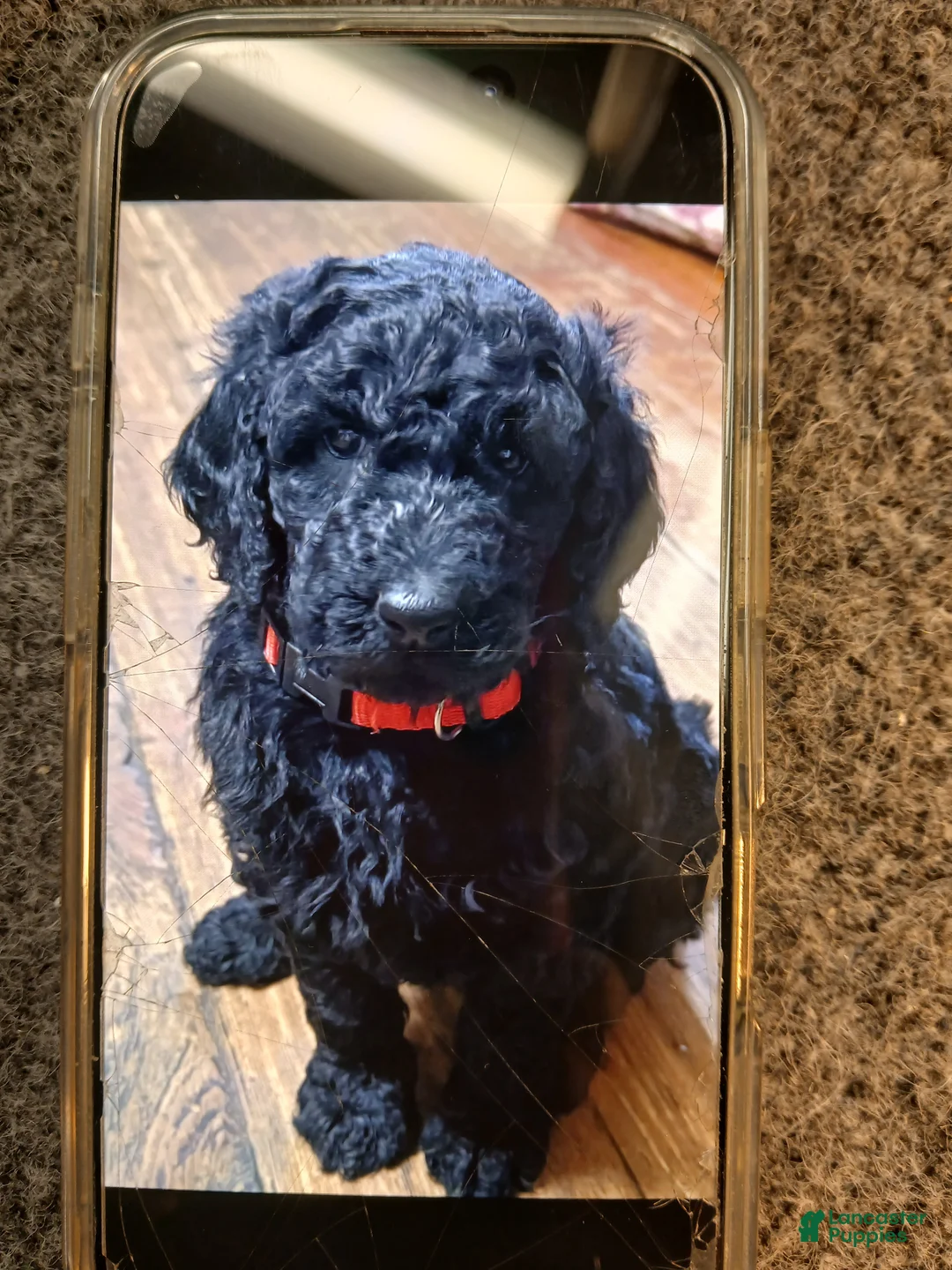 Standard Poodle dogs for sale: Standard Poodle Puppy 1 - Ad 1