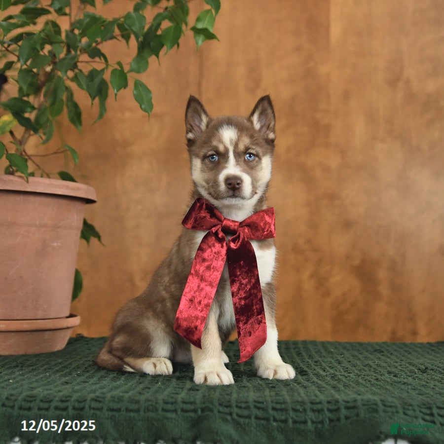 Siberian Husky dogs Acadia - Ad 8