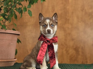 Siberian Husky dogs Acadia - Ad 27