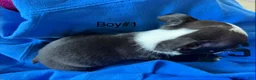 Boston Terrier dogs for sale: Boston Terrier 3 - Ad 9