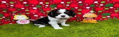 Cavalier King Charles Spaniel Puppy 3