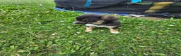 Mixed Breed dogs for sale: Icing - Ad 3