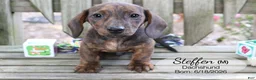 Dachshund dogs for sale: Steffen - Ad 4