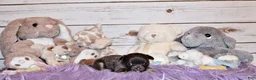 Chihuahua dogs for sale: Edgar - Ad 4
