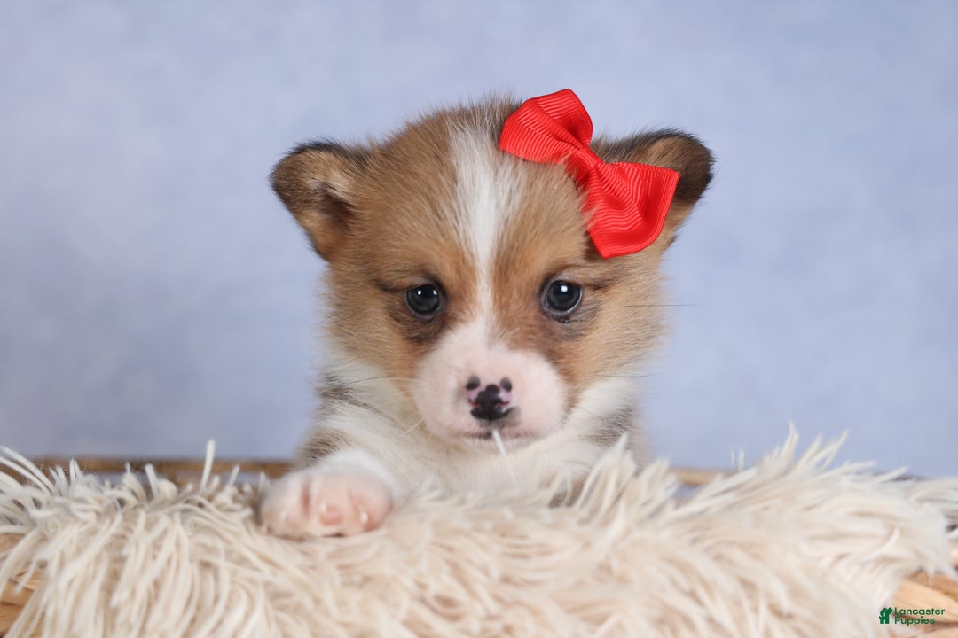Welsh Corgi Pembroke dogs for sale: RAMBO - Ad 16