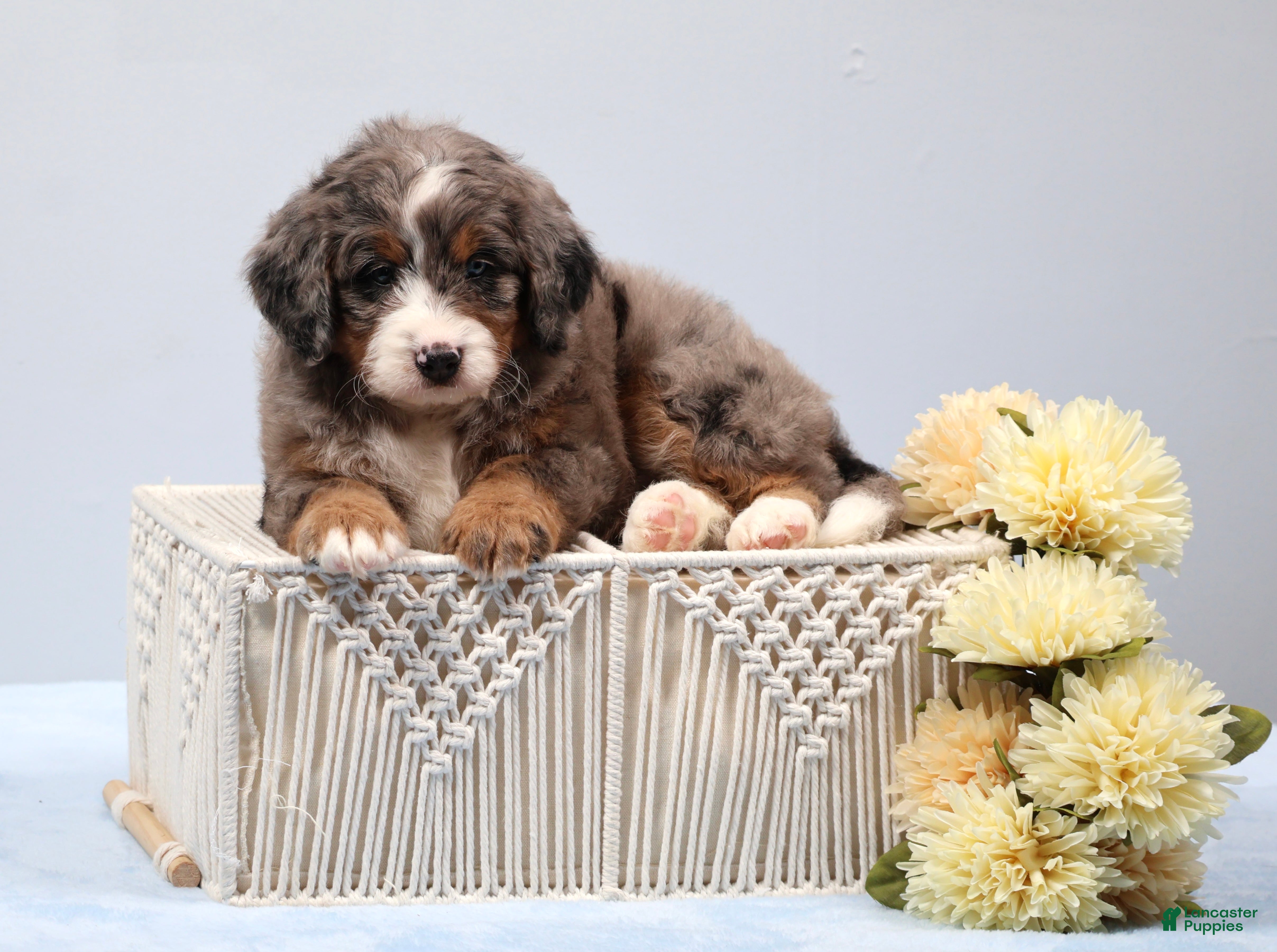Mini Bernedoodle dogs Finn - Ad 2