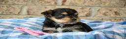 Morkie dogs for sale: Linda - Ad 5