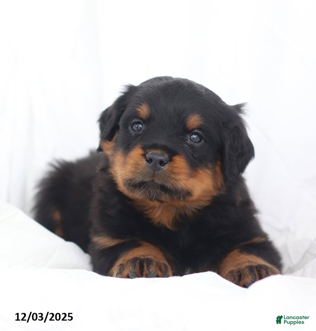 Rottweiler dogs for sale: Cruze - Ad 3