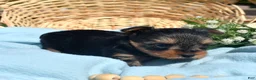 Yorkshire Terrier dogs for sale: Ritz - Ad 5
