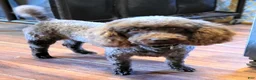 Pomapoo dogs for sale: Swiss Roll - Ad 10