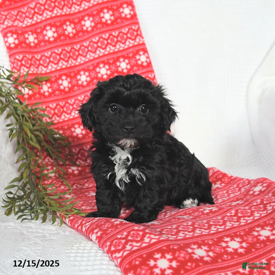 Mixed Breed dogs for sale: Murphy - Ad 2