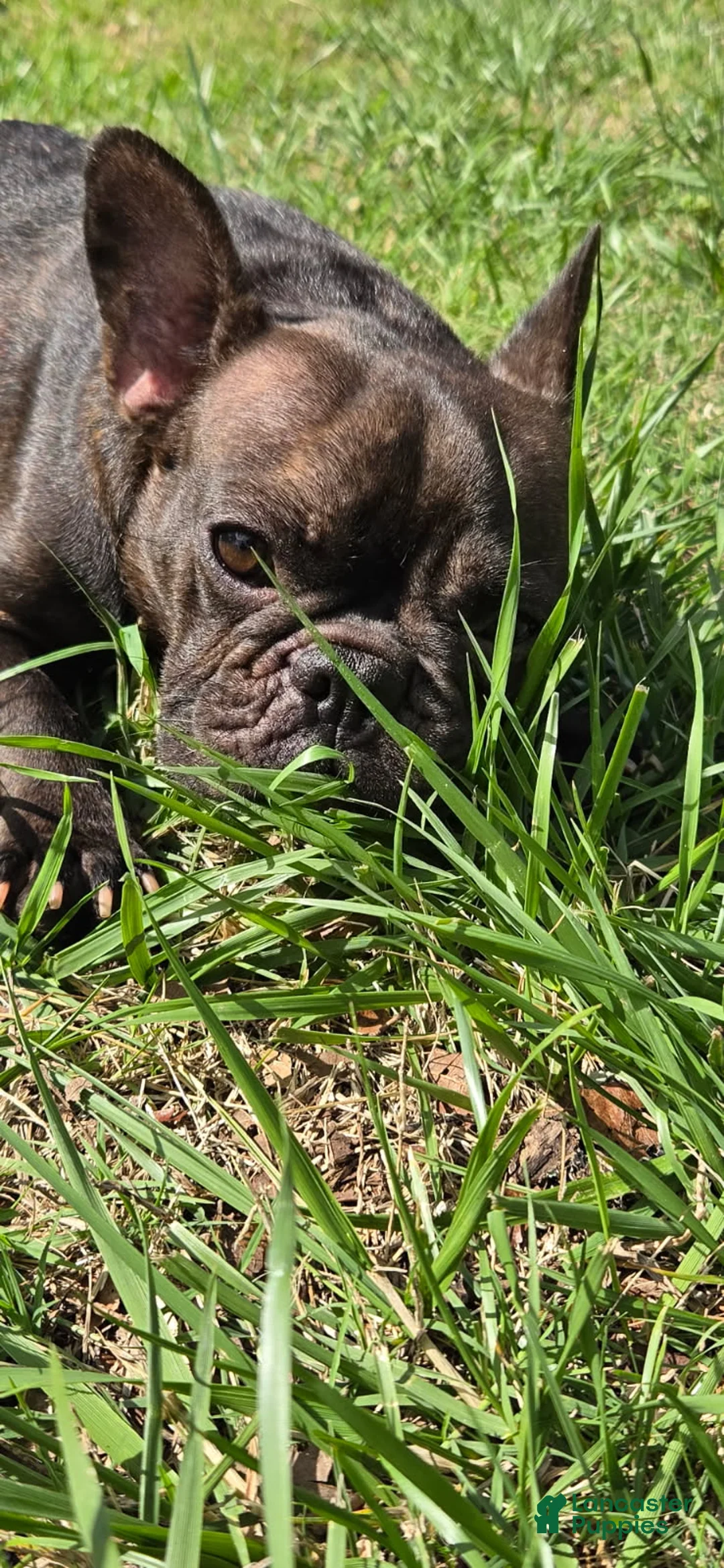 French Bulldog dogs for sale: French Bulldog Puppy chase  - Ad 4