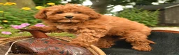 Miniature Labradoodle dogs for sale: Muffin - Ad 4