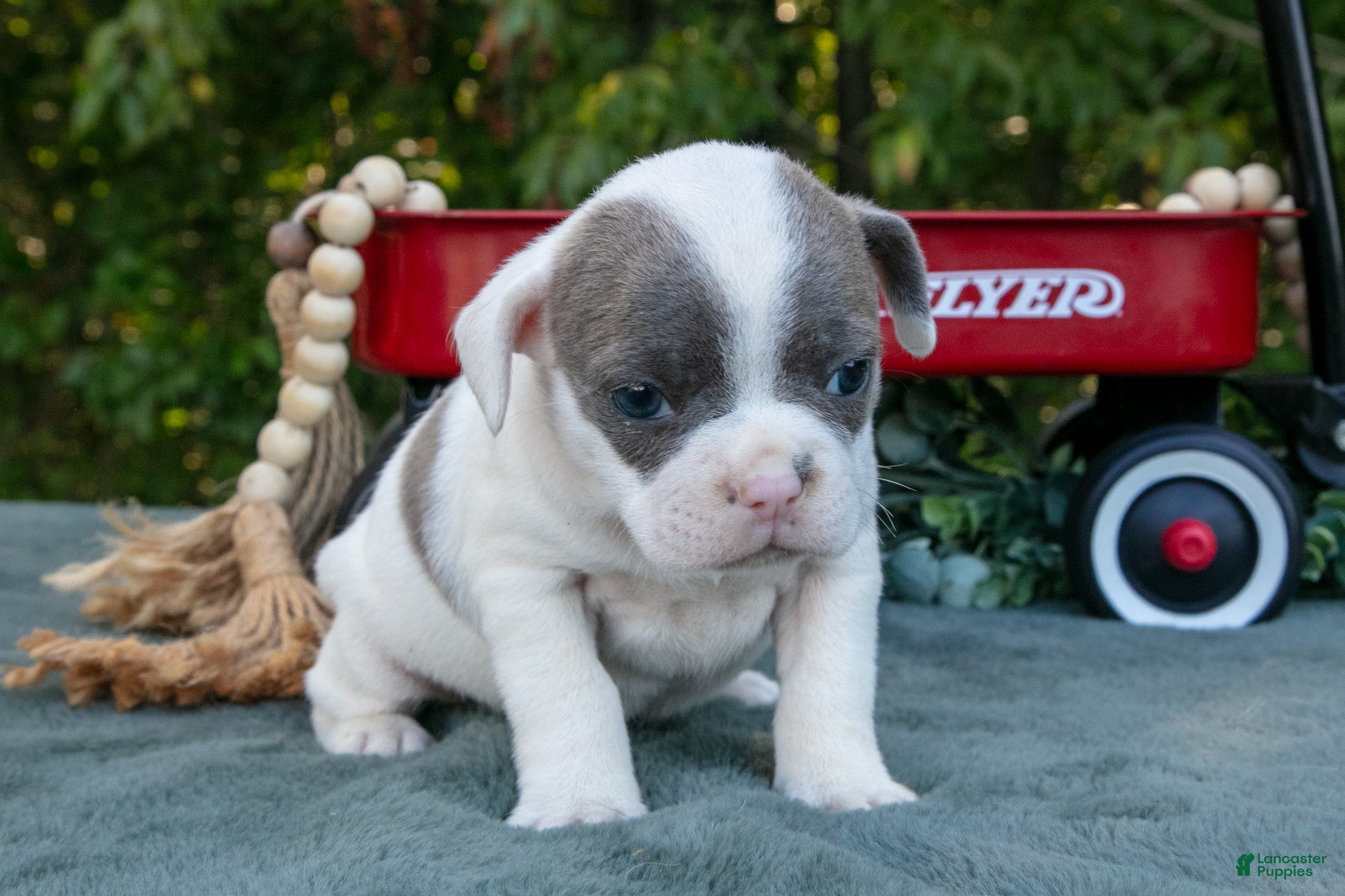 Frenchton dogs Cynthia - Ad 1