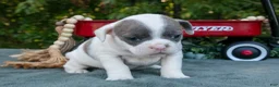 Frenchton dogs for sale: Cynthia - Ad 1