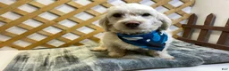 Mixed Breed dogs for sale: Butterscotch (Girl) - Ad 9