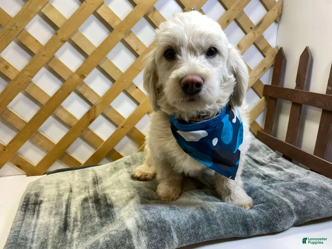 Mixed Breed dogs for sale: Butterscotch (Girl) - Ad 9