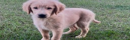 Golden Retriever dogs for sale: Golden Retriever Puppy 2 - Ad 10