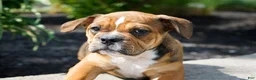 English Bulldog dogs for sale: Archie Male - Ad 3