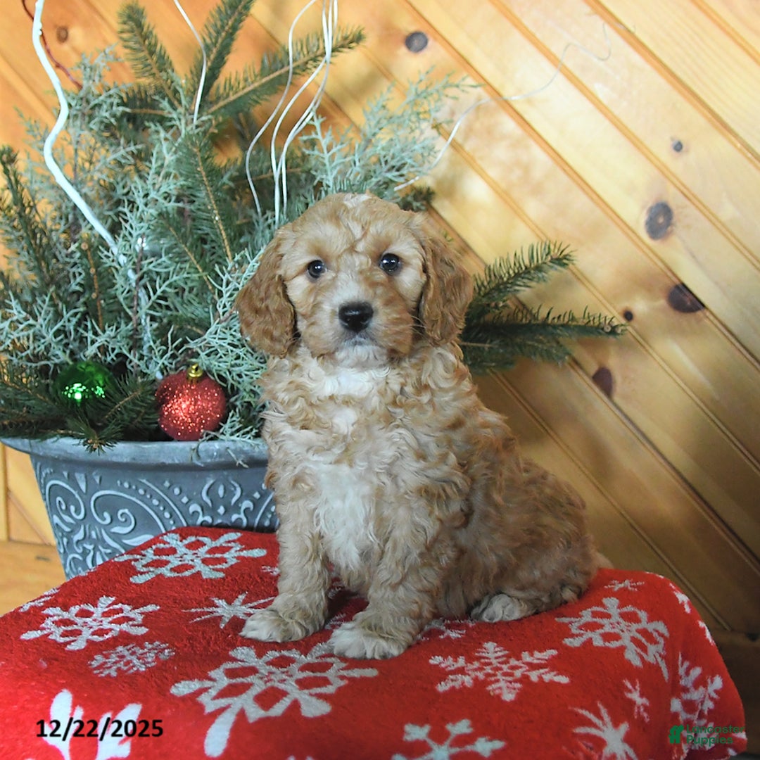 Mini Goldendoodle dogs for sale: Selena - Ad 2