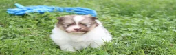 Pomeranian dogs for sale: Bentley  - Ad 15
