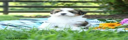 Mixed Breed dogs for sale: Marley - Ad 3