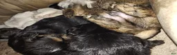 Mixed Breed dogs for sale: Mixed Breed 1 - Ad 5