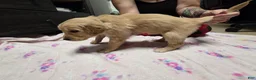 Golden Retriever dogs for sale: Dark Blue collar - Ad 2
