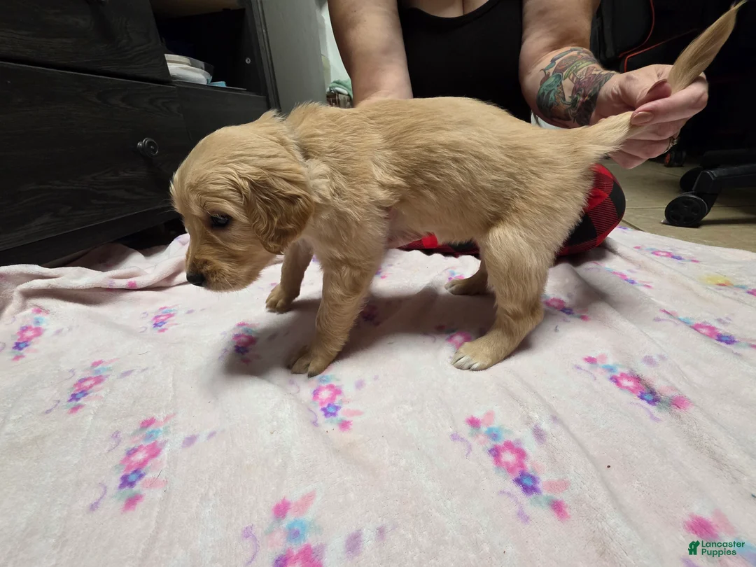 Golden Retriever dogs for sale: Dark Blue collar - Ad 2