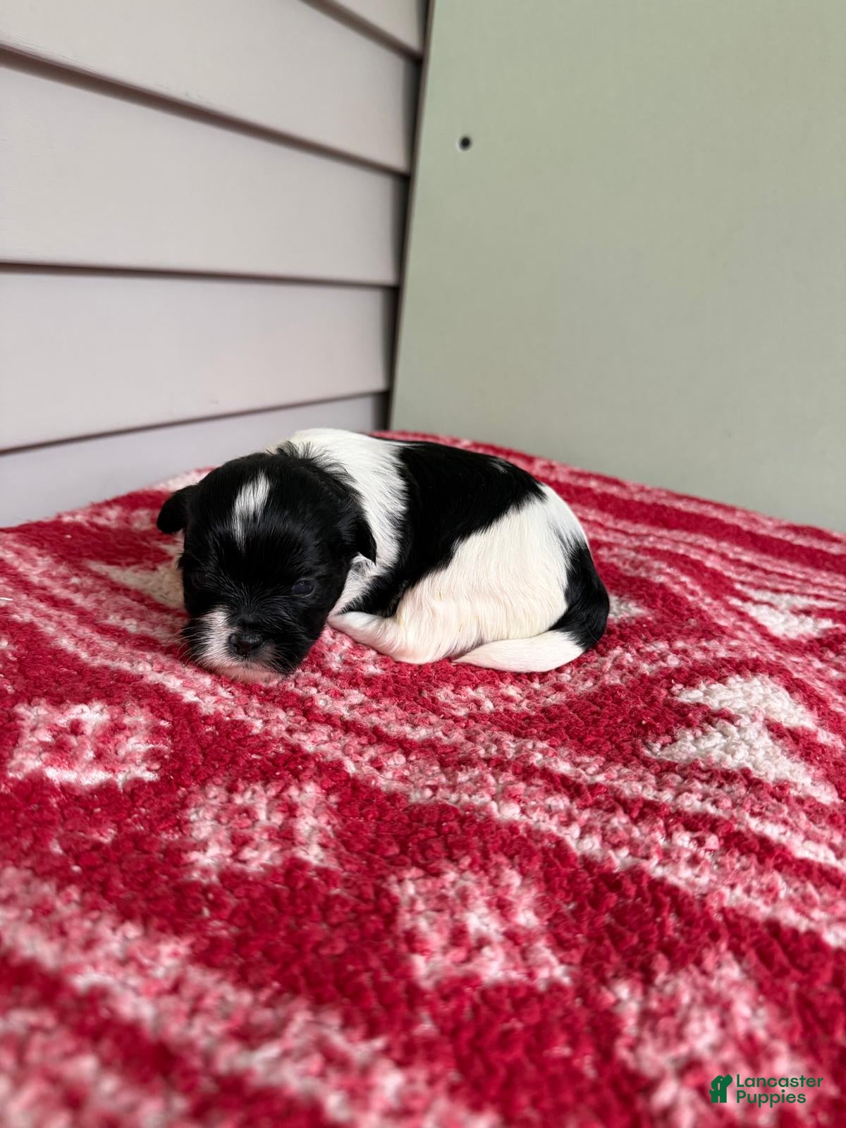 Mixed Breed dogs for sale: Oreo - Ad 12