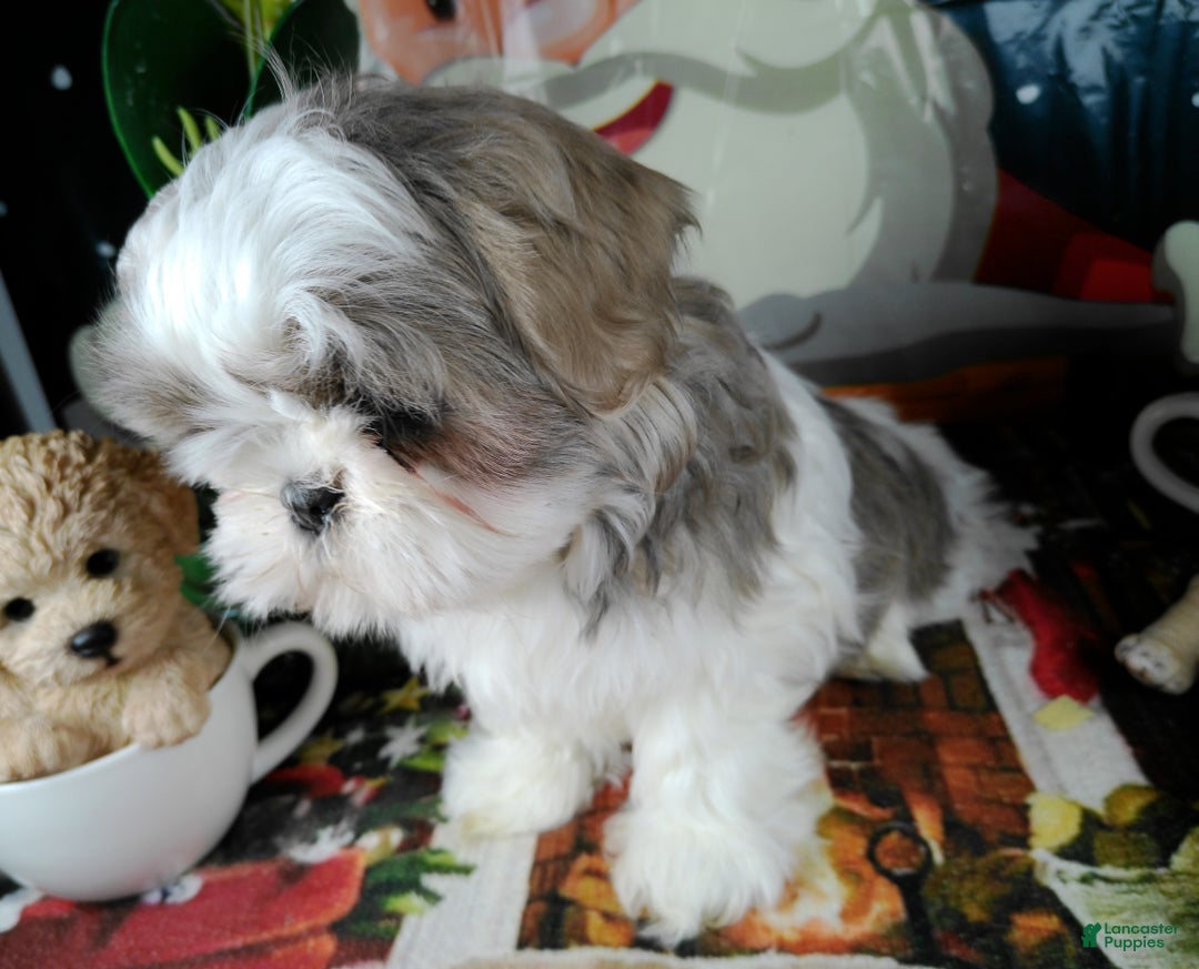 Shih Tzu dogs for sale: lili - Ad 4