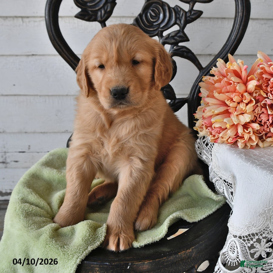 Golden Retriever dogs Missie - Ad 1
