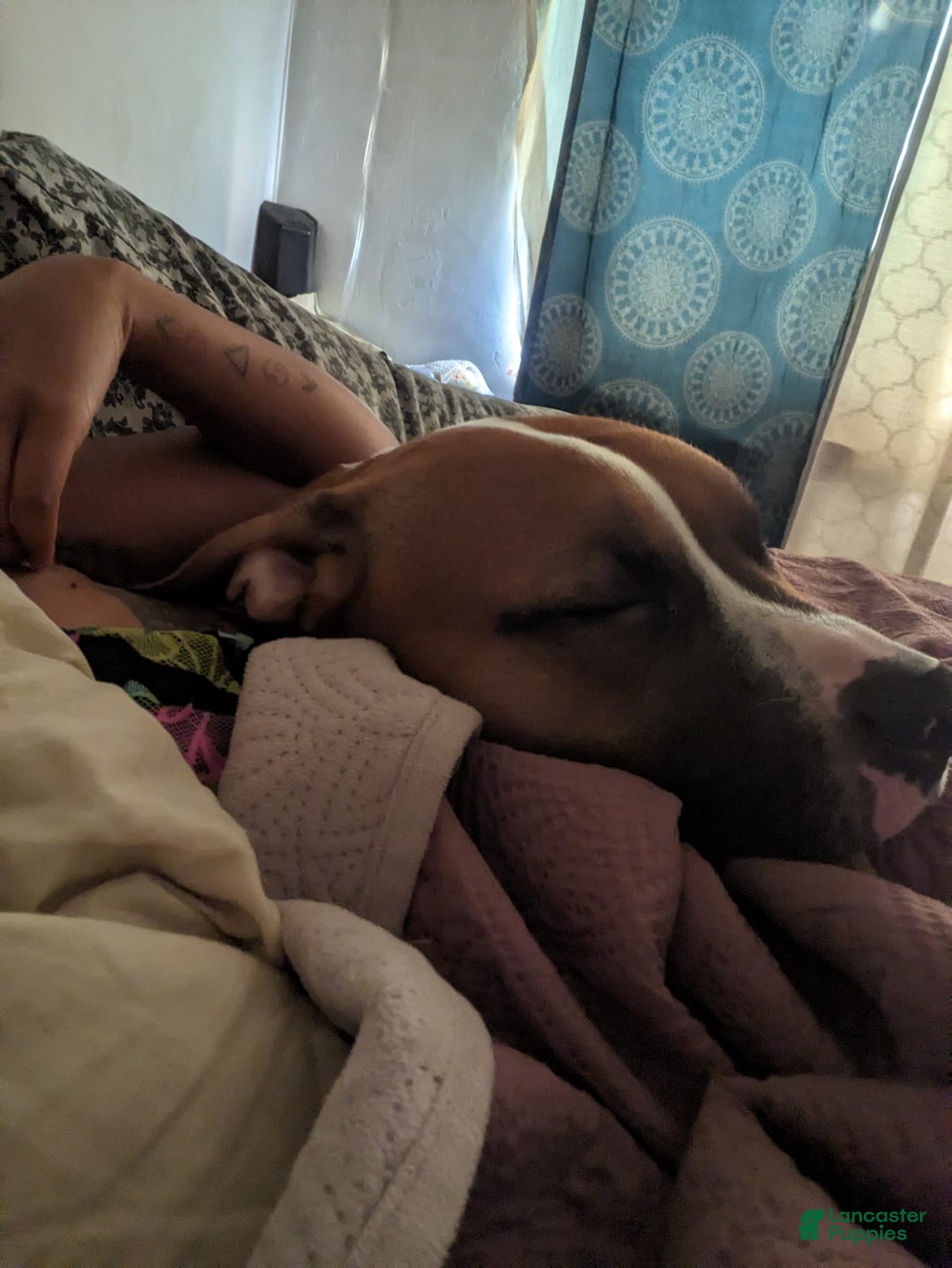 Gallery Image {{count}}