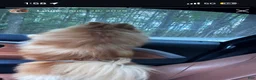 Pomeranian dogs for sale: Pomeranian 1 - Ad 1