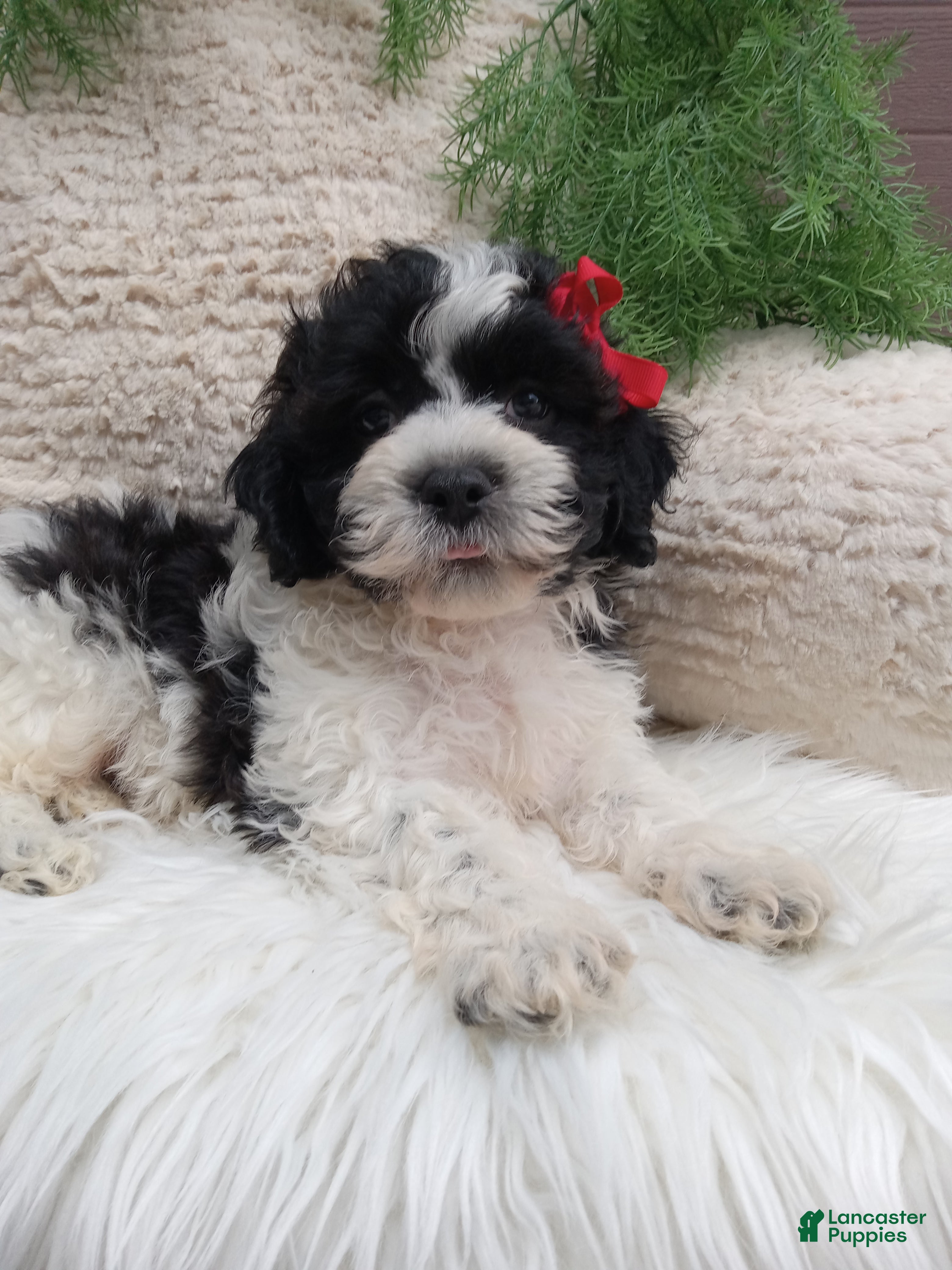 Teddy Bear dogs Jax - Ad 2