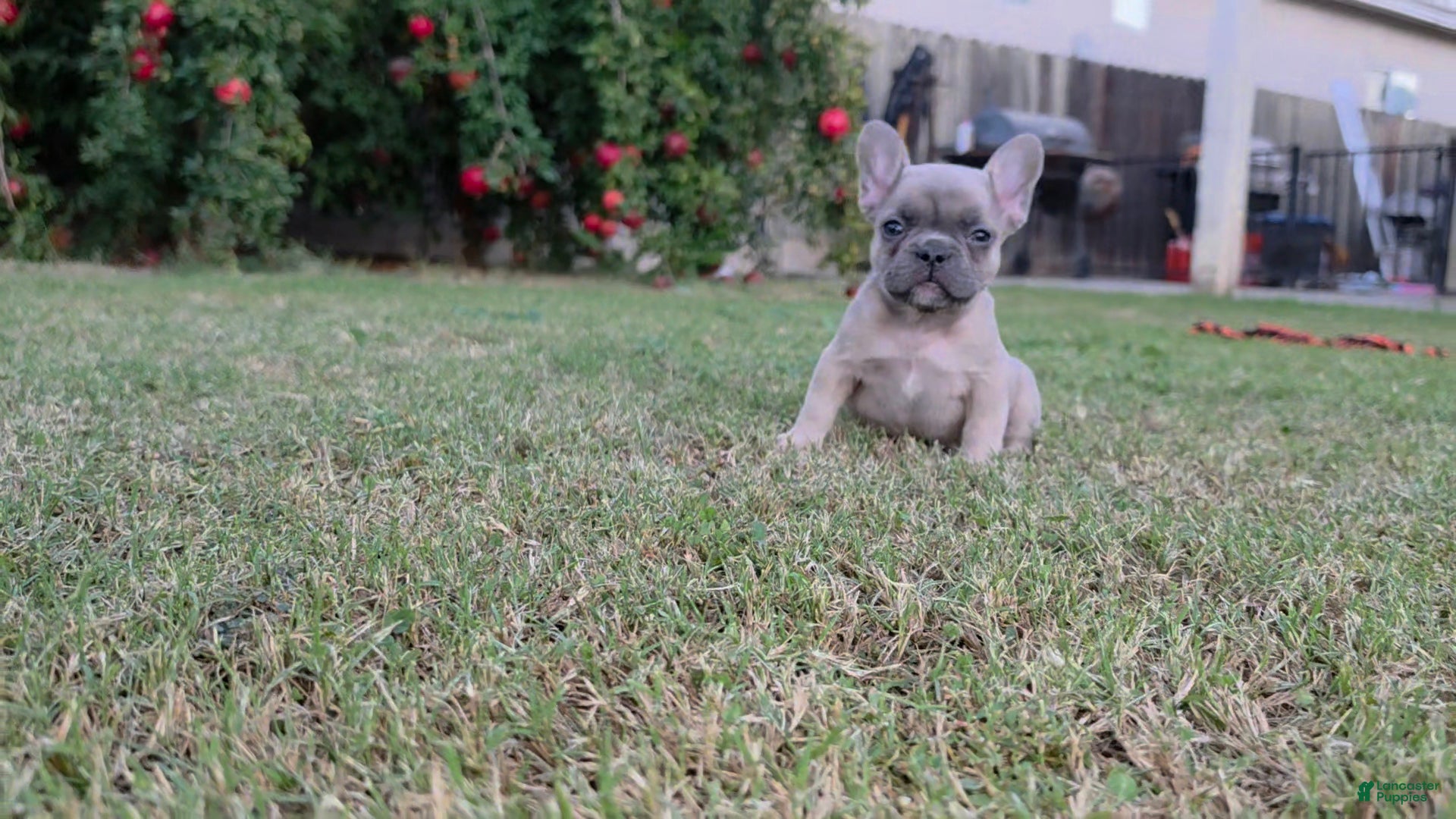 French Bulldog dogs Lucas  - Ad 2